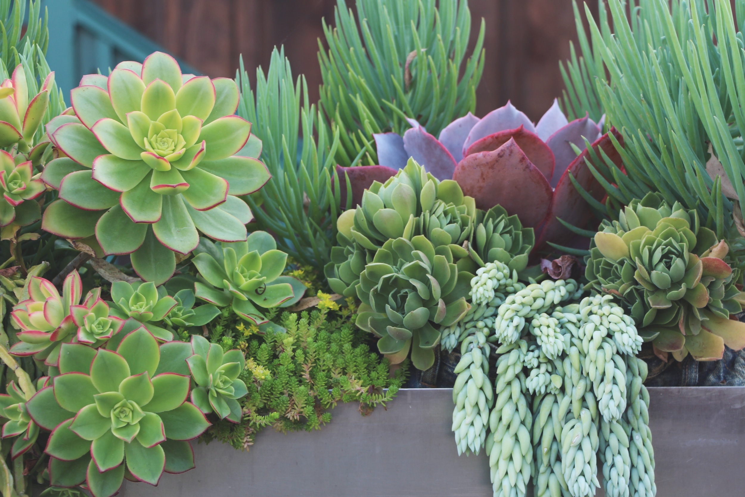 Succulent Cafe Oceanside via Needles + Leaves